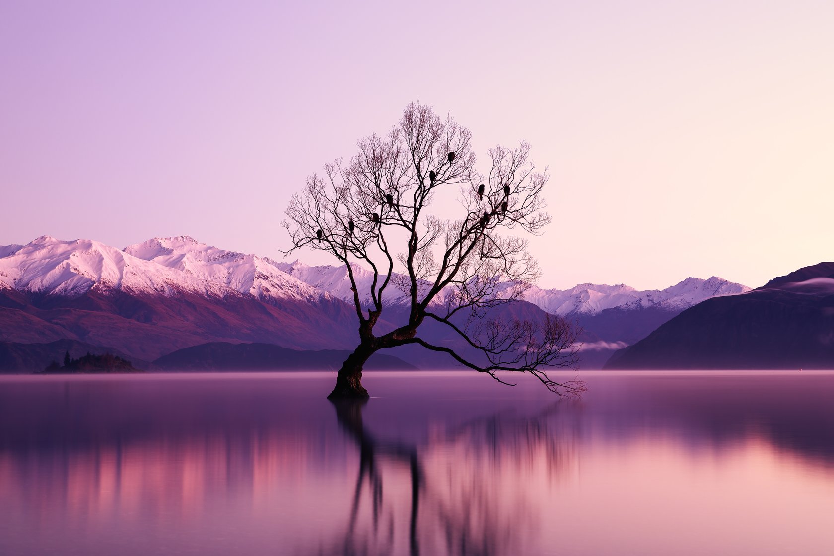 Black withered tree surrounded by a body of water